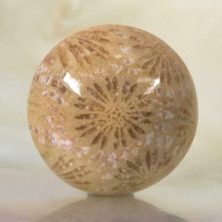 Natural Agatized Fossil Coral Round Cabochon With Flower Pattern Indonesia 2.  71g