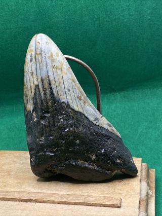 983 3.  40”.  Megalodon Shark Tooth Fossil 100 Authentic.
