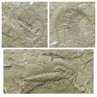 S27 - Association 2 Olenellus Chiefensis Lower Cambrian Trilobites - Nevada Usa