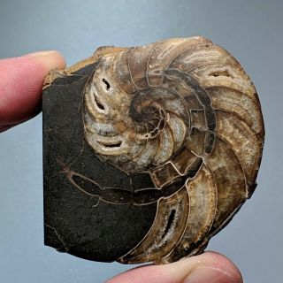 4,  7 Cm (1,  8 In) Nautilus Cenoceras Cut Cretaceous Russia Ammonit Nautilida