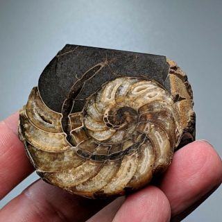 4,  7 cm (1,  8 in) nautilus Cenoceras cut cretaceous Russia ammonit nautilida 2
