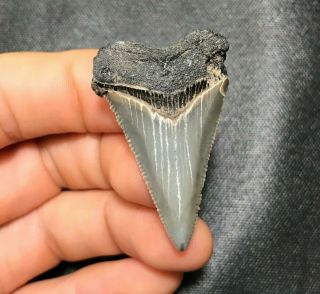 Sharp 1.  70 " Angustidens Shark Tooth Teeth Fossil Sharks Necklace Jaws Jaw Megal