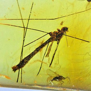 Damsel Fly And Insects Caught In Amber Millions Of Years Old