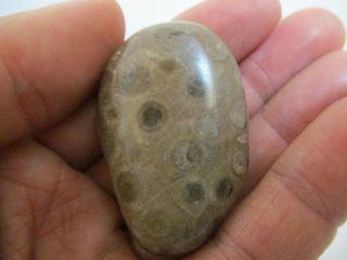 2021 Evergreen Winter Hand Polished Petoskey Stone From Michigan