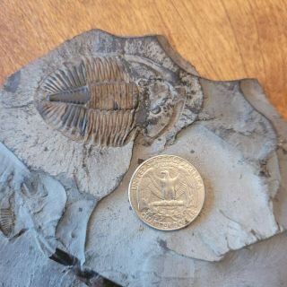 Fossil Trilobite - Pseudogygites Lattimarginatus From Ontario