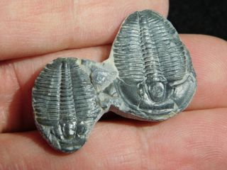 TWO Natural Entwined 500 Million Year Old Elrathia Trilobite Fossils Utah 3.  32 2