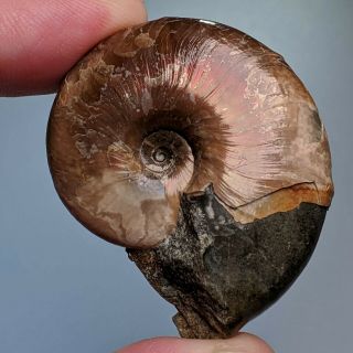 4,  3 Cm (1,  7 In) Ammonite Beudanticeras Cretaceous Russia Ammonit Fossil Ammonit