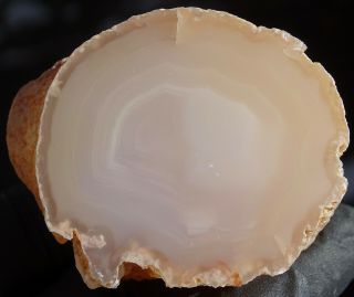Mw: Petrified Wood Agate Limb Cast - Oregon - Face Polished Specimen