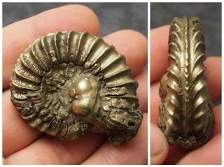 52mm Pleuroceras Ammonite Pyrite Germany Fossil Fossilien Mollusk Golden