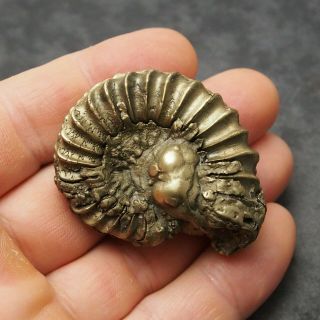 52mm Pleuroceras AMMONITE Pyrite Germany Fossil fossilien Mollusk Golden 2