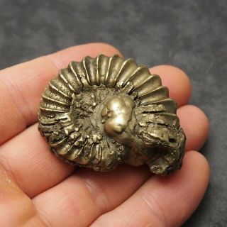 52mm Pleuroceras AMMONITE Pyrite Germany Fossil fossilien Mollusk Golden 3