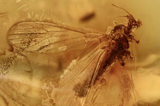 Crane Fly Limoniidae Fossil Inclusion Baltic Amber 190626 - 78,  Img