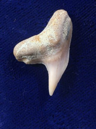 Large Sharktooth Hill Physogaleus Contortus Fossil Shark Tooth