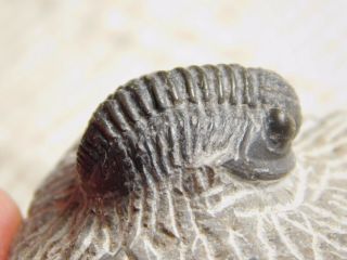 A 400 Million Year Old Trilobite Fossil 89.  3gr 2