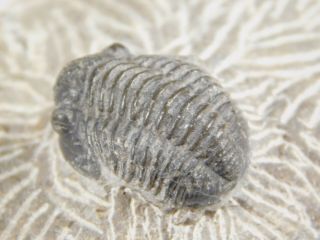 A 400 Million Year Old Trilobite Fossil 89.  3gr 3