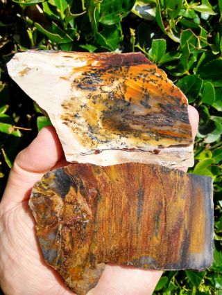 Two (2) Polished Petrified Wood Slab Agate Saddle Mountain Wa Picture 10.  2oz