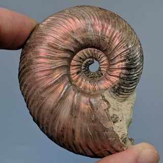 6 Cm (2,  4 In) Ammonite Quenstedtoceras Pyrite Jurassic Russia Fossil Ammonit