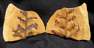 Extinctions - Wonderful Strange Split Pair Fossil Fern Concretion - " Mazon Creek "