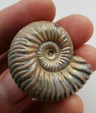 Fossil Jurassic Ammonite Vertumniceras From Russia