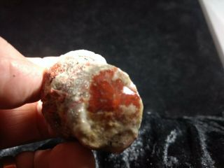 Fossilized Agatized Red Horn Coral Specimen From Utah 93 Grams