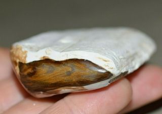 Polished Jasperised Petrified Wood Limb Jasper Casting Collected Central Oregon