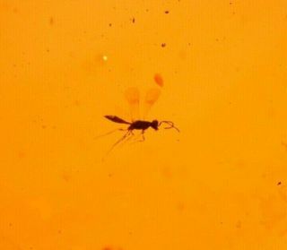 Wasp With Fulgoroid In Authentic Dominican Amber Fossil Gem Quality