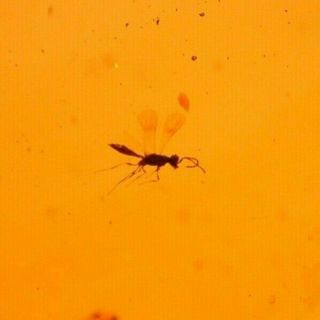 Wasp with Fulgoroid in Authentic Dominican Amber Fossil GEM Quality 2