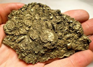 Stunning Huge 90mm Golden Multi - Ammonite Bivalve Fossil Jurassic Pyrite Uk Gold