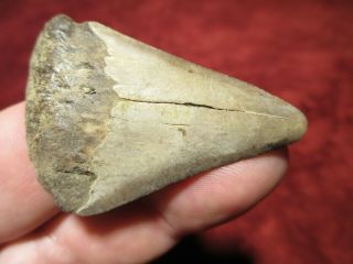2 Inch Great White Shark Tooth Fossil Teeth - Scuba South Carolina Gw