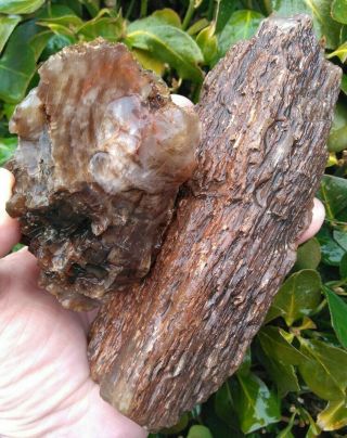 Two (2) Non Cut Petrified Wood Alkali Spring Agate Specimen Limb Bark Ring 2.  6lb