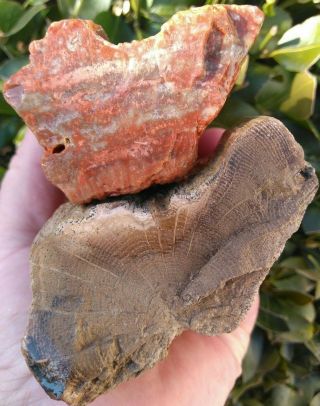 Two (2) Non Cut Petrified Wood Red Pink Agate Arizona Owyhee Ring Core 2lb 3.  2oz