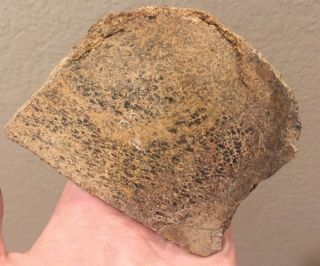 Utah Fossil Dinosaur Bone Slab Jurassic 5” Polished Fossil 6 Oz