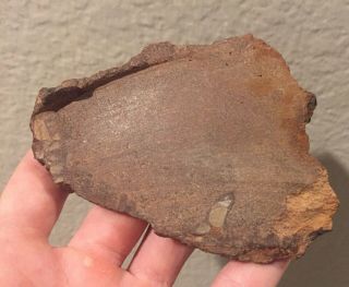 Utah Fossil Dinosaur Bone Slab Jurassic 4” Polished Fossil 2.  6 Oz