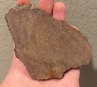 Utah Fossil Dinosaur Bone Slab Jurassic 4” Polished Fossil 2.  6 Oz 2