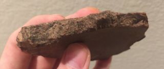 Utah Fossil Dinosaur Bone Slab Jurassic 4” Polished Fossil 2.  6 Oz 3