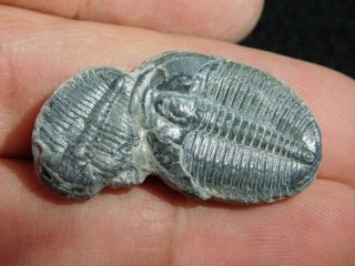 Two Natural Entwined 500 Million Year Old Elrathia Trilobite Fossils Utah 4.  43