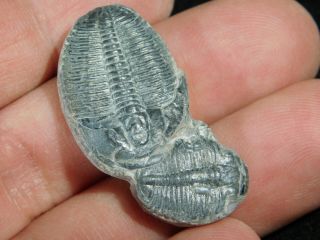 TWO Natural Entwined 500 Million Year Old Elrathia Trilobite Fossils Utah 4.  43 2
