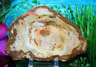Petrified Wood Complete Round Slab W/bark Olive - Green Peach Yellow Galaxy