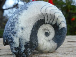 Polished Fossilized Ammonite Display Specimen Collected From Morocco