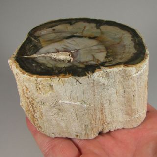3.  4 " Polished Petrified Wood Branch Slab Fossil Standup - Madagascar - 1.  2 Lbs.