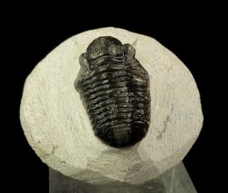 Devonian Trilobite Gerastos (proetus), ,  Anti - Atlas /ky320