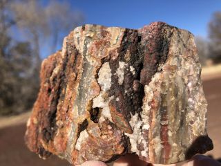 Reilly’s Rocks: Stunning Druzy Chalcedony Arizona Petrified Wood,  1.  5 Lb