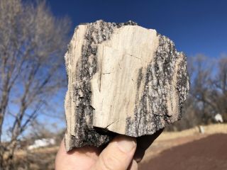 Reilly’s Rocks: Smoky Quartz,  Arizona Petrified Wood,  1.  5 Lb
