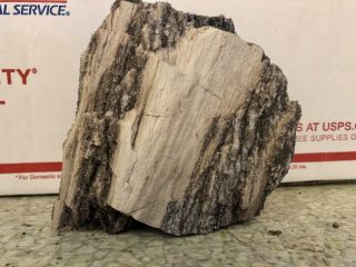 REILLY’S ROCKS: Smoky Quartz,  Arizona Petrified Wood,  1.  5 Lb 2