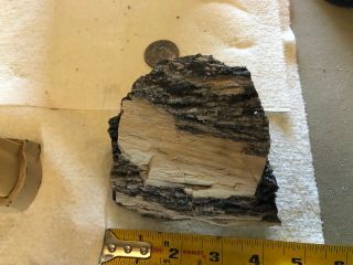 REILLY’S ROCKS: Smoky Quartz,  Arizona Petrified Wood,  1.  5 Lb 3
