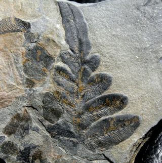 , Well Preserved Carboniferous Fossil Plant - Alethopteris Grandini
