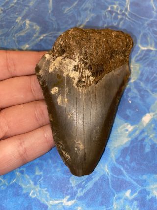 Megalodon Shark Tooth 3.  74” Huge Teeth Big Fossil Meg Scuba Diver Direct 2355