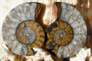Rare 1n100 Black Ammonite Fossil Pair 26gm Deep Crystals Medium 30mm 1.  2 " N2890