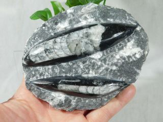 Two Polished 400 Million Year Old Orthoceras Fossils From Morocco 420gr