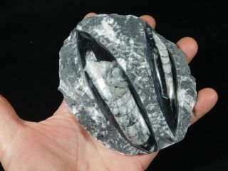 TWO Polished 400 Million Year Old ORTHOCERAS Fossils From Morocco 420gr 3